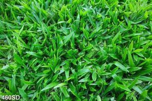 Tranh thảm cỏ xanh trang trí nhà chất lượng cao