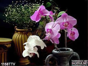 Tranh tĩnh vật hoa quả sơn dầu treo tường đẹp