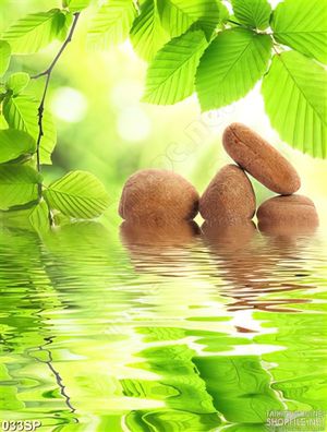 Tranh spa cành lá xanh đẹp