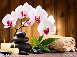 Tranh psd hoa lan hồ điệp trắng