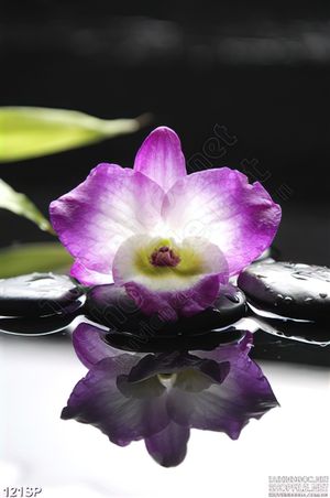 Tranh spa bông hoa lan tím