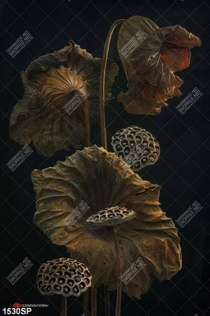 Tranh canvas lá sen và bông sen khô