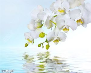 Tranh cành hoa lan trắng treo tường spa