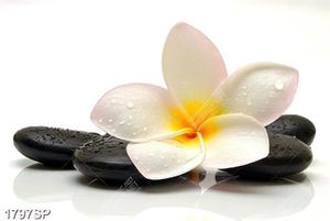 Tranh đẹp treo spa hoa sứ trắng và đá đen