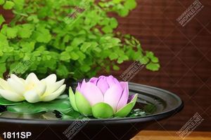 Tranh treo spa hoa sen đẹp