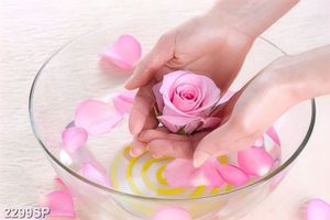 Tranh spa bàn tay nâng niu bông hoa hồng