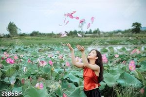 Tranh spa thiếu nữ xinh đẹp trong hồ sen
