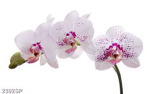 Tranh cành hoa lan trắng treo tường spa