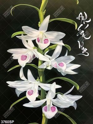 Tranh cành hoa lan trắng file gốc