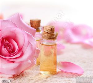 Tranh hoa hồng và dầu oliu mới nhất