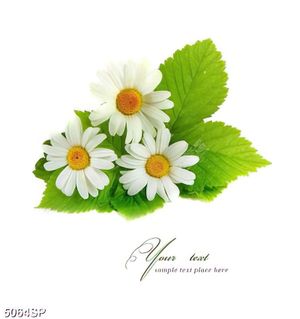 Tranh treo tường spa thư giãn