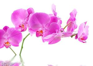 Tranh cành hoa lan tím file psd