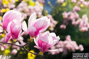 Tranh spa hoa mộc lan