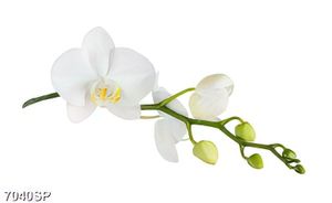 Tranh cành hoa lan trắng SP7040