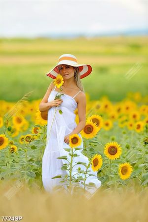Tranh cô gái bên cánh đồng hoa hướng dương