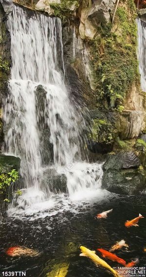Tranh thác nước và cá chép đẹp nhất