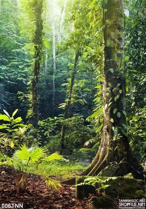 Tranh thiên nhiên rừng cây trang trí treo tường
