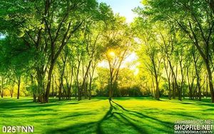 Tranh thiên nhiên rừng cây bình minh