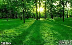 Tranh thiên nhiên trang trí tường nội thất