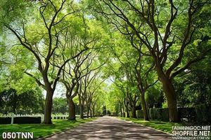 Tranh thiên nhiên rừng cây xanh