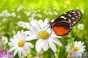 Tranh thiên nhiên hoa cúc trang trí