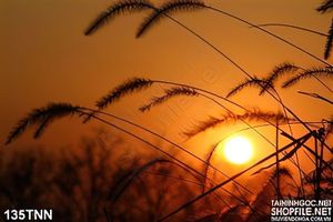 Tranh thiên nhiên hoàng hôn đẹp