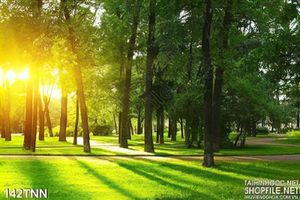 Tranh thiên nhiên rừng cây trang trí đẹp