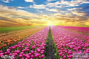 Tranh thiên nhiên hoa tulip trang trí