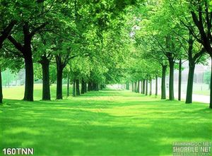 Tranh thiên nhiên và rừng cây trang trí đẹp