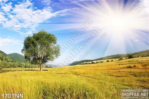 Tranh thiên nhiên đồng cỏ trang trí đẹp