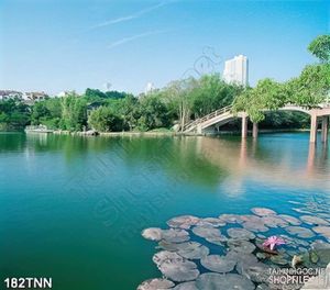 Tranh thiên nhiên hoa sen đẹp