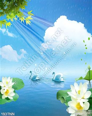 Tranh thiên nhiên thiên nga trang trí đẹp