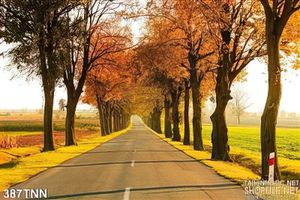 Tranh thiên nhiên rừng trang trí đẹp