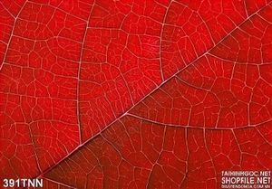 Tranh thiên nhiên lá mùa thu đẹp độc đáo