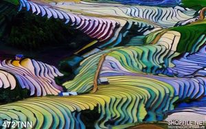 Tranh thiên nhiên ruộng bậc thang đẹp độc đáo