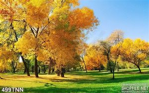 Tranh thiên nhiên mùa thu đẹp độc đáo