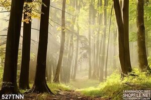 Tranh thiên nhiên khu rừng vào sáng sớm