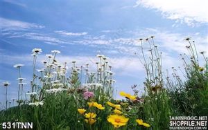 Tranh thiên nhiên hoa hồ điệp trang trí đẹp