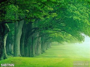 Tranh thiên nhiên rừng cây đẹp