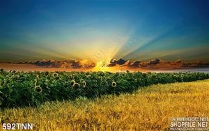 Tranh thiên nhiên bình minh trên cánh đồng