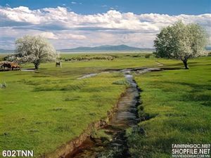Tranh thiên nhiên đồng cỏ đẹp