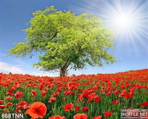 Tranh thiên nhiên hoa Mỹ nhân đẹp