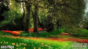 Tranh thiên nhiên hoa tulip đẹp