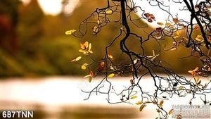 Tranh thiên nhiên lá mùa thu trang trí treo tường