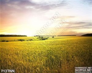 Tranh thiên nhiên cánh đồng bình minh