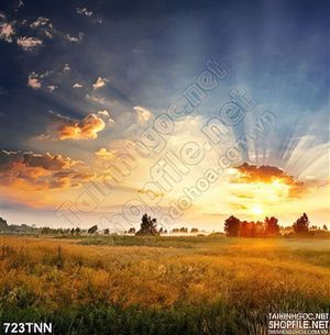 Tranh thiên nhiên bình minh trên cánh đồng hoa