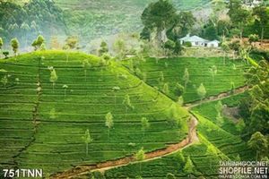 Tranh thiên nhiên ruộng bậc thang treo tường