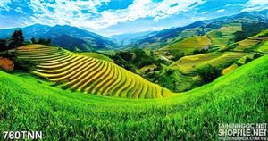 Tranh thiên nhiên ruộng bậc thang đẹp độc đáo