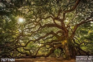 Tranh thiên nhiên trong rừng đẹp