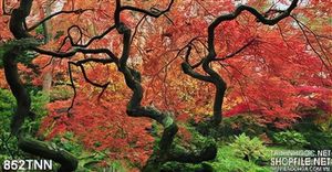 Tranh thiên nhiên cây mùa thu đẹp